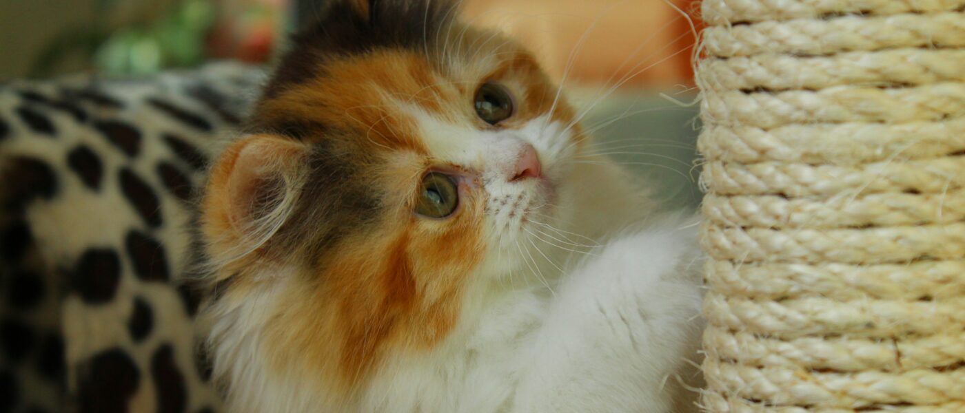 Best Cat Scratching Posts in 2026: Save Your Furniture, Satisfy Your Cat, and Last for Years