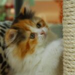 best cat scratching posts in 2026