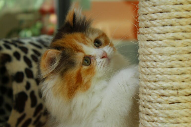 best cat scratching posts in 2026