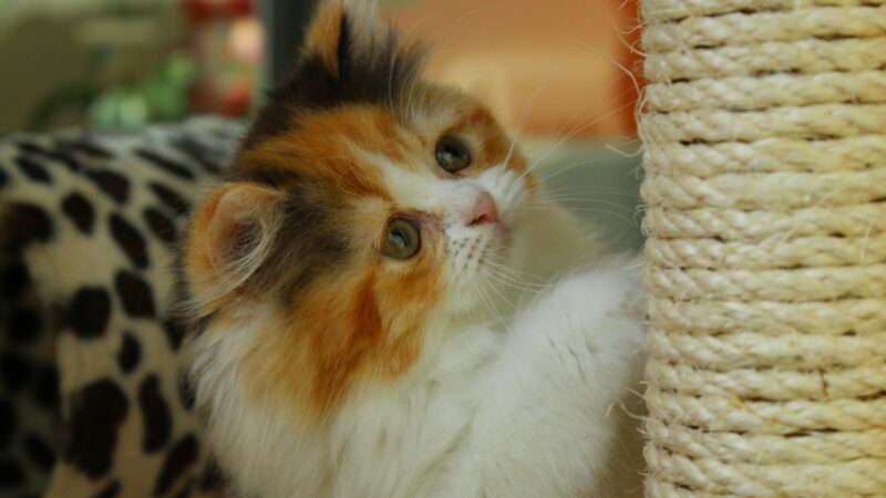 best cat scratching posts in 2026