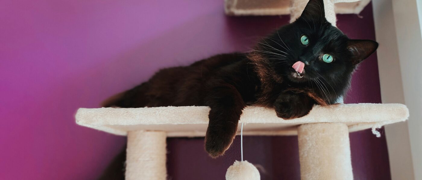 Best Cat Trees for Small Apartments in 2026: 5 Space-Saving Picks That Keep Indoor Cats Happy and Active