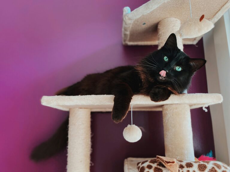 best-cat-trees-for-apartments-in-2026