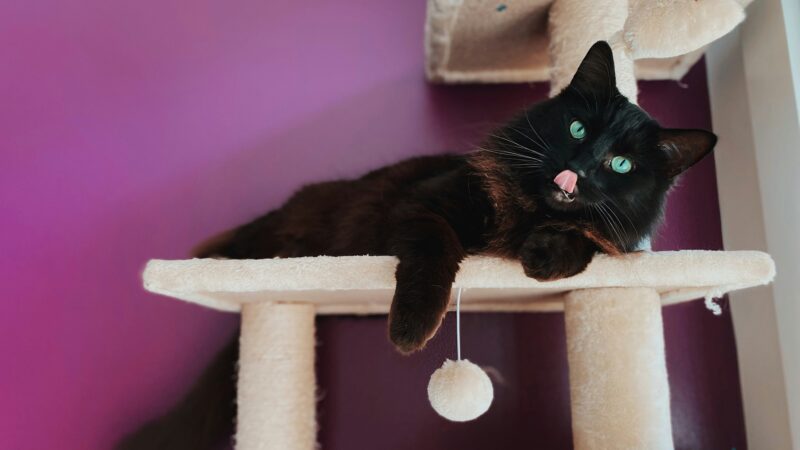 best-cat-trees-for-apartments-in-2026