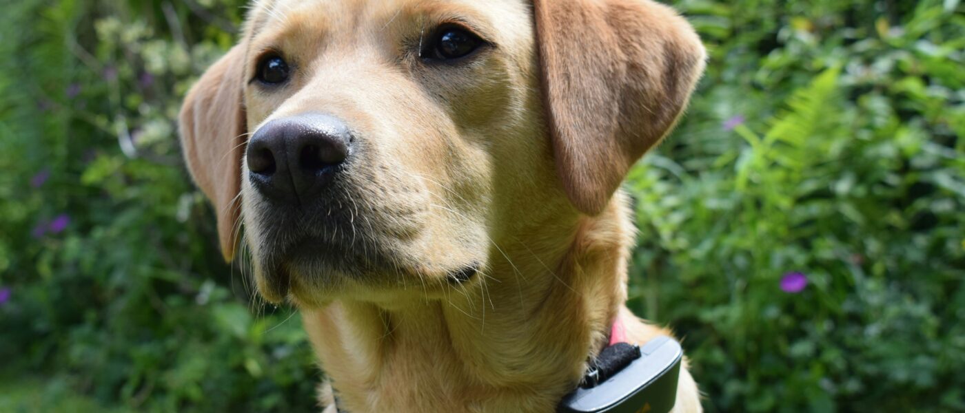Best Dog GPS Trackers in 2026: 5 Real-Time Trackers That Find Lost Dogs and Track Daily Activity