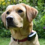 best dog GPS trackers in 2026