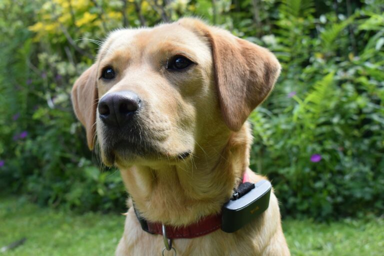 best dog GPS trackers in 2026