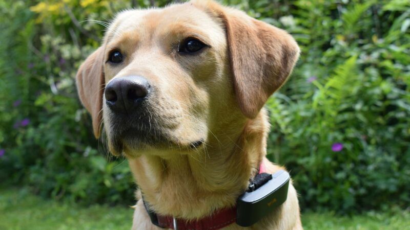 best dog GPS trackers in 2026