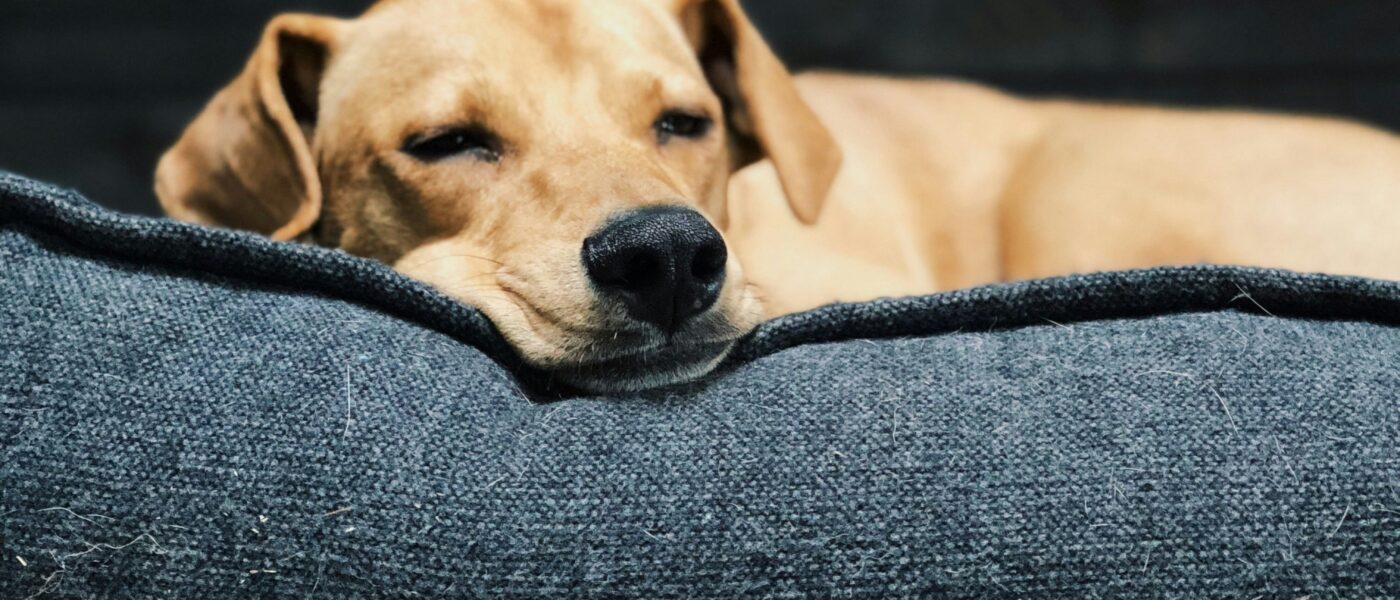 Best Dog Beds for Large Dogs in 2026: Durable Support, Joint Relief, and a Bed Your Dog Will Actually Use