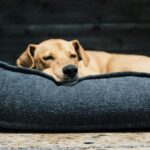 best dog beds for large dogs in 2026