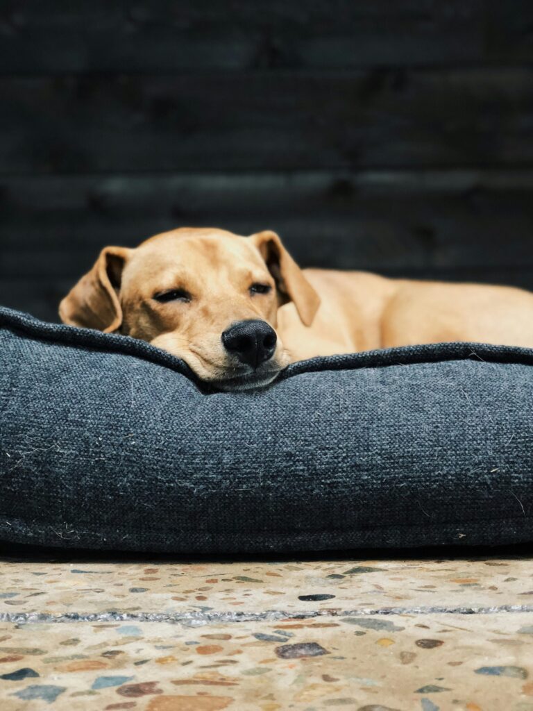 best dog beds for large dogs in 2026
