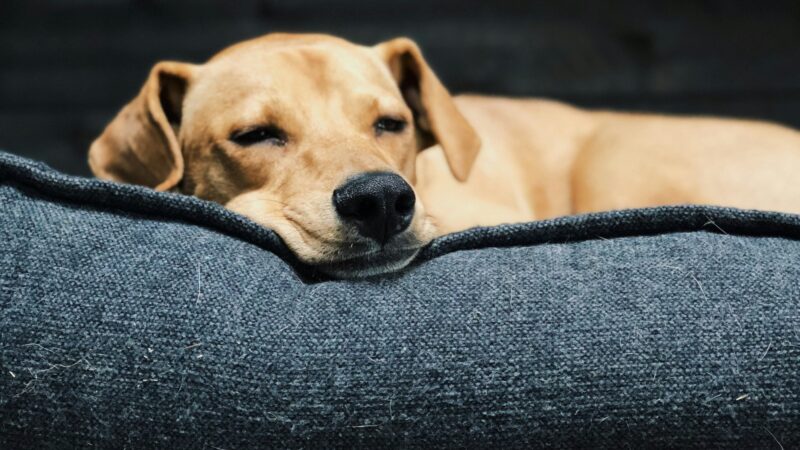 best dog beds for large dogs in 2026