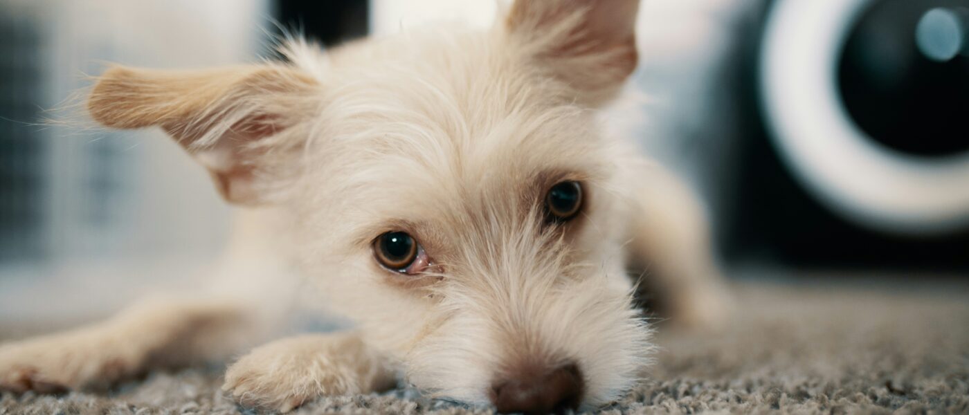 Best Dog Cameras for Separation Anxiety in 2026: 5 Two-Way Picks to Stay Connected When You Are Away