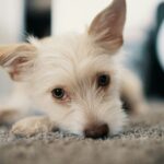 best dog cameras for separation anxiety in 2026