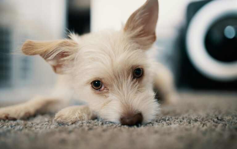 best dog cameras for separation anxiety in 2026