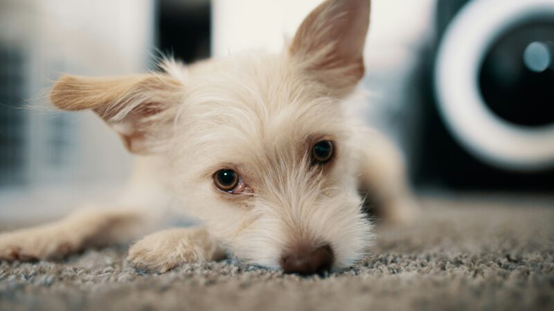 best dog cameras for separation anxiety in 2026