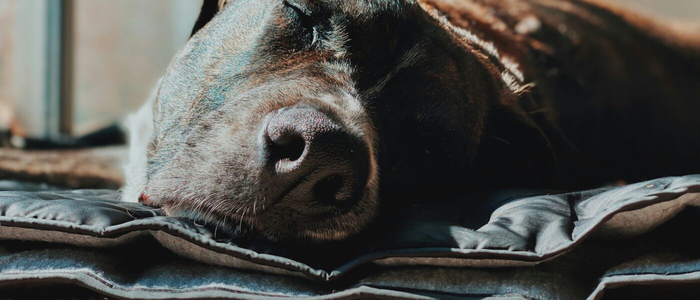 Best Dog Cooling Mats for Summer in 2026: Keep Your Dog Comfortable, Safe, and Cool All Season Long