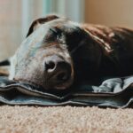 best cooling mats for dogs for summer 2026