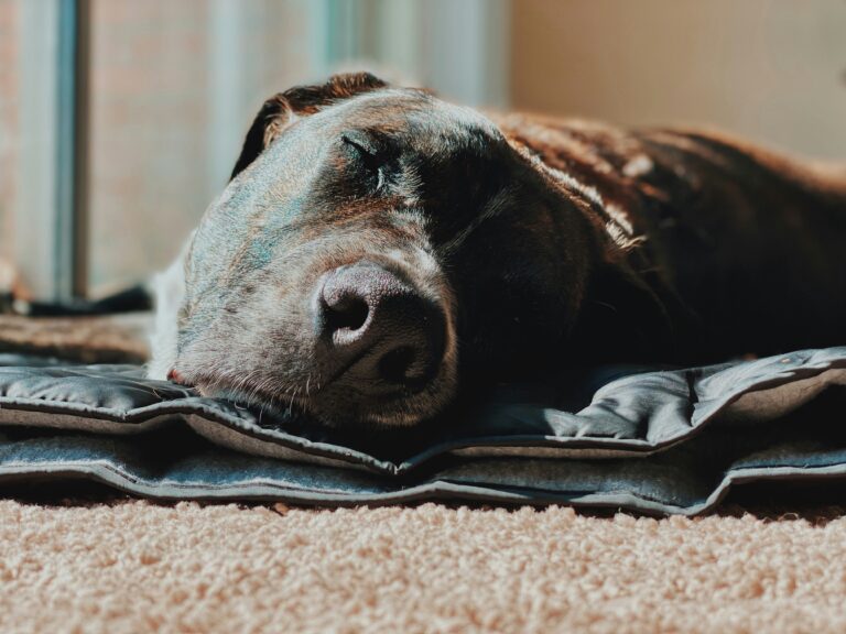best cooling mats for dogs for summer 2026
