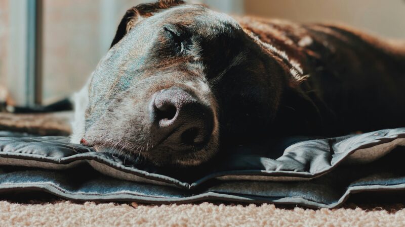 best cooling mats for dogs for summer 2026