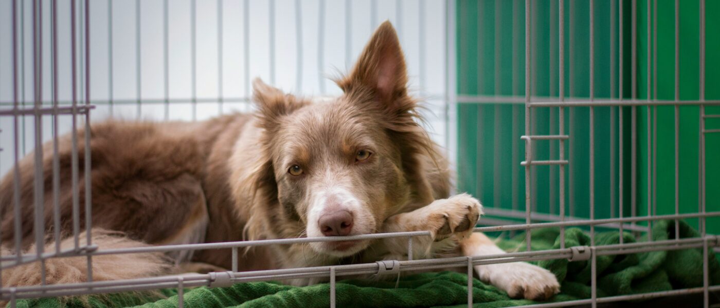 Best Dog Crates for Large Breeds in 2026: 5 Heavy-Duty Picks for Great Danes, Mastiffs, and Other XL Dogs