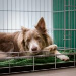 best dog crates for large breeds in 2026