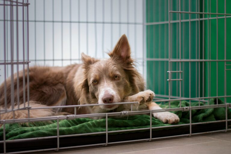 best dog crates for large breeds in 2026