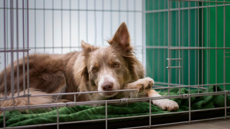 best dog crates for large breeds in 2026