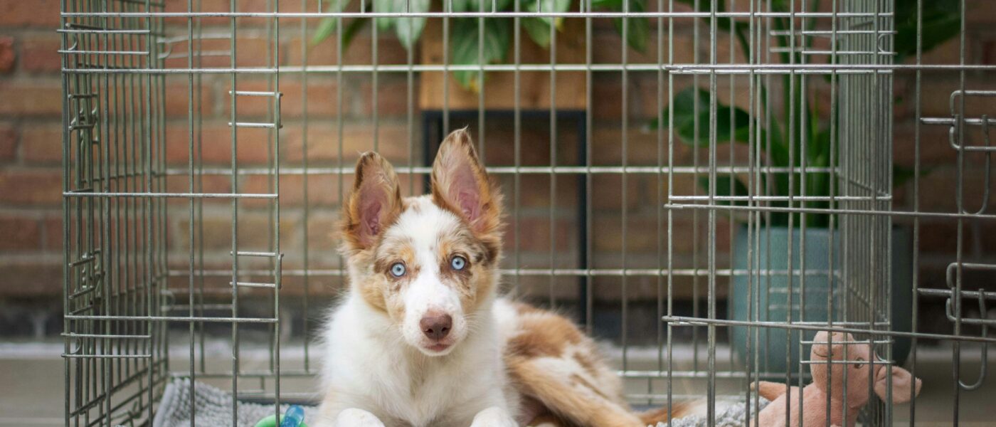 Best Dog Crates in 2026: 5 Top-Rated Crates for Puppies, Travel, Home Training, and Large Breeds