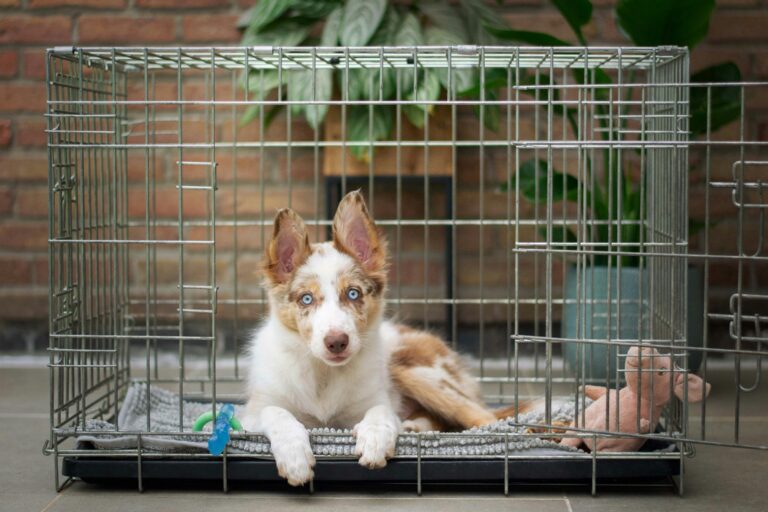 best dog crates in 2026