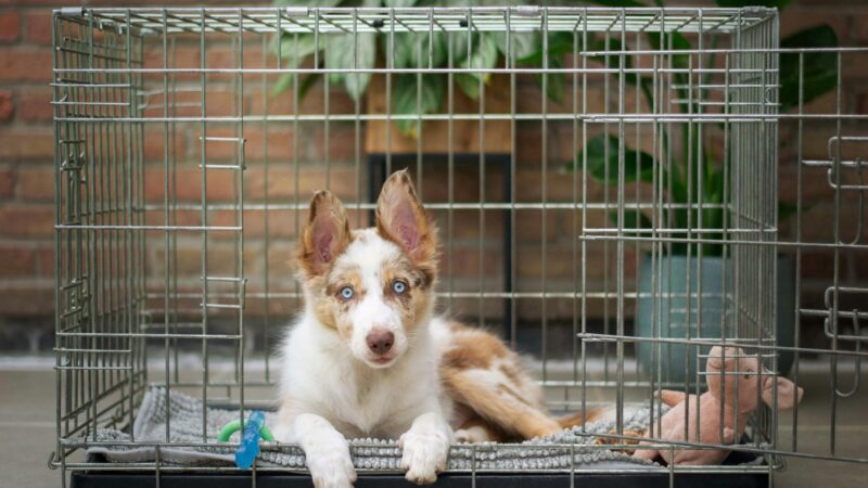 best dog crates in 2026