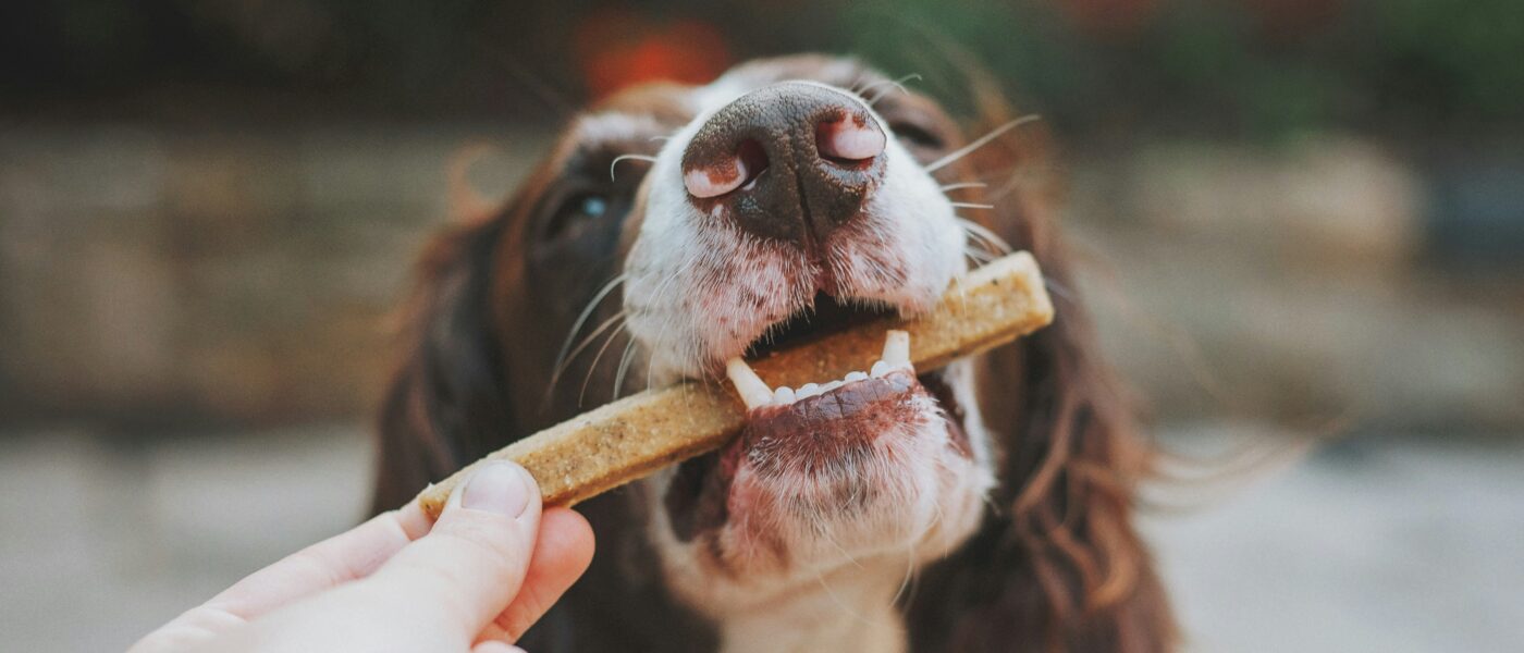 Best Dog Dental Chews in 2026: Cleaner Teeth, Fresher Breath, and Better Health Without the Fight