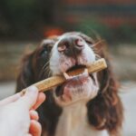best dog dental chews for 2026