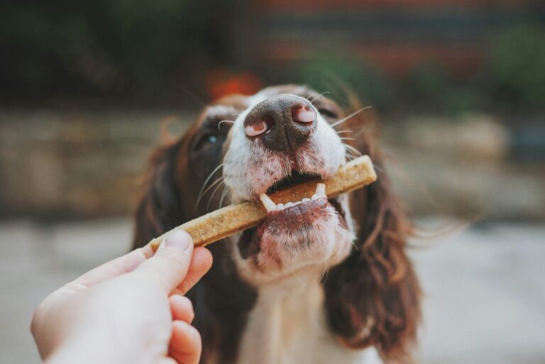 best dog dental chews for 2026