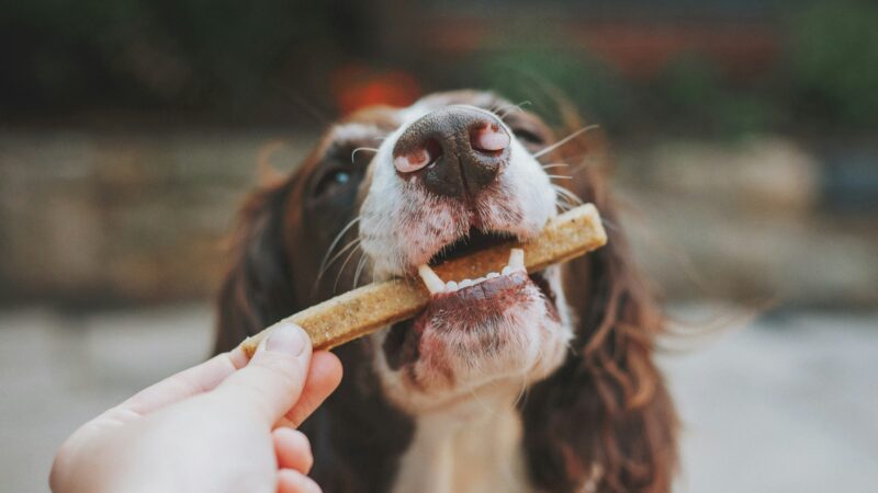 best dog dental chews for 2026