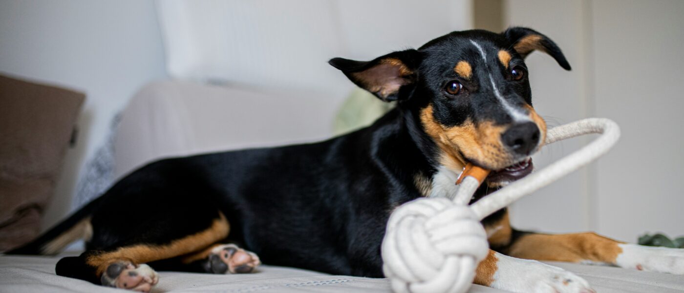 Best Dog Enrichment Toys for High-Energy Dogs in 2026: 5 Picks That Burn Mental Energy When Walks Aren’t Enough