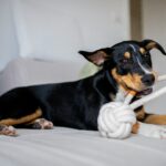 best dog enrichment toys for high energy dogs in 2026