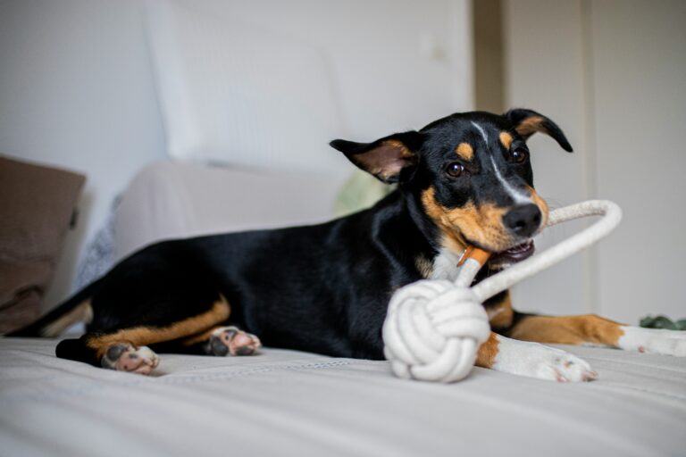 best dog enrichment toys for high energy dogs in 2026