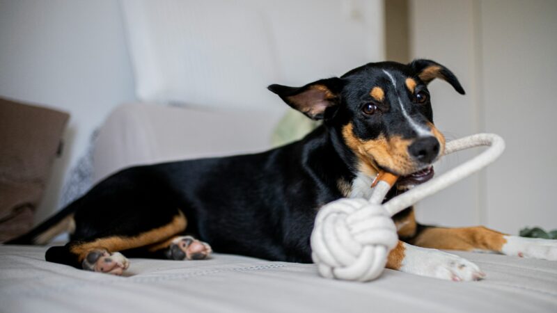 best dog enrichment toys for high energy dogs in 2026