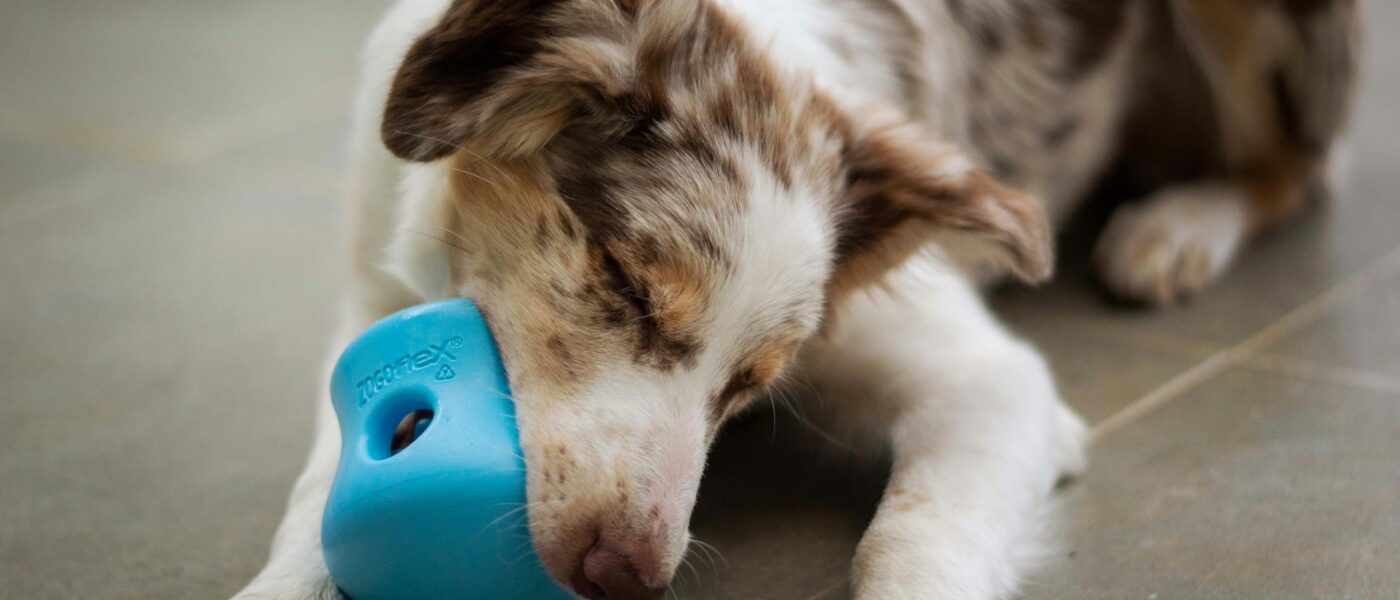 Best Dog Enrichment Toys for Senior Dogs in 2026: 5 Gentle Picks for Aging Minds and Slower Bodies