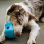 best dog enrichment toys for senior dogs in 2026