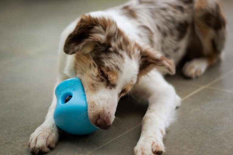 best dog enrichment toys for senior dogs in 2026