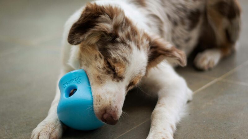 best dog enrichment toys for senior dogs in 2026