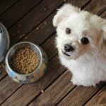 best dog food for puppies in 2026