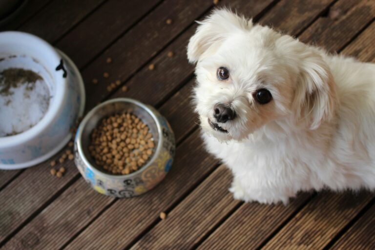 best dog food for puppies in 2026