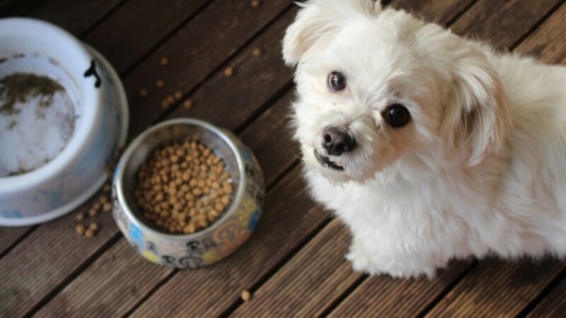 best dog food for puppies in 2026
