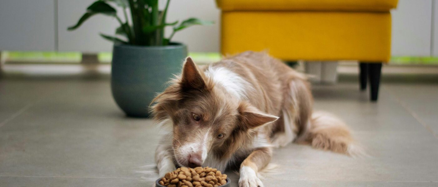 Best Dog Food for Senior Dogs in 2026: Joint Support, Digestibility, and Nutrition That Keeps Aging Dogs Thriving