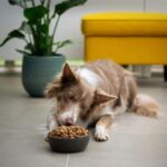 best dog food for senior dogs in 2026