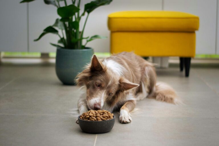 best dog food for senior dogs in 2026
