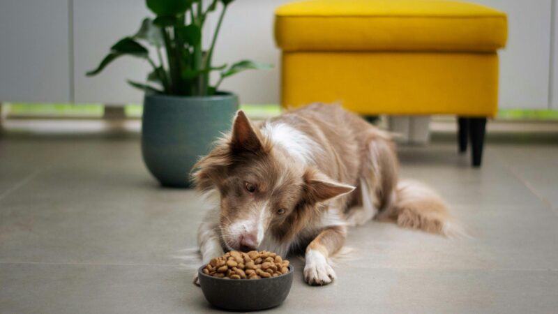 best dog food for senior dogs in 2026