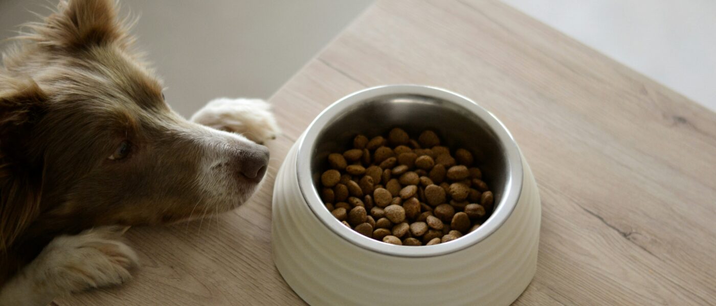 Best Dog Food for Weight Management in 2026: The Right Formula, Real Calorie Math, and How to Actually Get Your Dog to Lose Weight